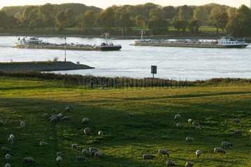 Duisburg  Deutschland  Frachkaehne auf dem Rhein  am Ufer eine Schafherde