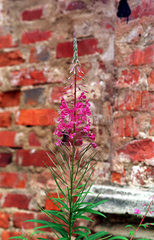 Istra  Blume vor einer Ziegelmauer