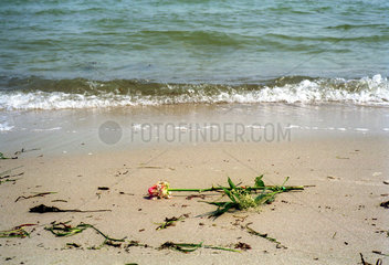 Eckernfoerde  eine am Strand angespuelte Rose