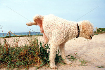 Hund pinkelt am Strand