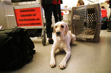 Berlin  Deutschland  Hund wartet zwischen Kaefig und Gepaeck auf den Abflug