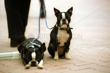 Zwei junge Hunde betrachten aufmerksam ihre Umgebung