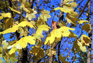 Herbstlich gefaerbte Blaetter haengen an den Zweigen eines Baums
