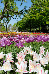 Berlin  Tulpenpracht im Britzer Garten