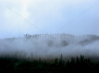 Norwegen  bewaldete Berghaenge im Morgennebel