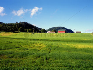 Norwegen  Blick ueber gruene Felder auf einen Bauernhof