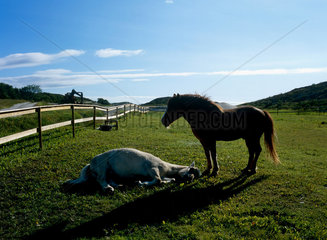 Torghatten  Norwegen  Pferde auf einer Koppel