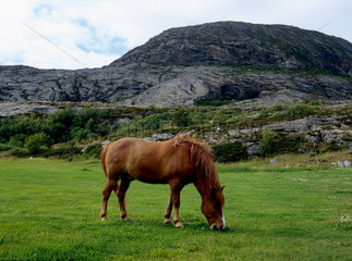 Torghatten  Norwegen  ein Pferd