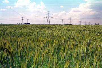 Getreidefeld  junges  gruenes Getreide