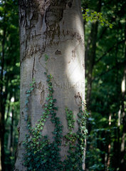 Bad Doberan  Detailaufnahme eines efeubewachsenen Baumstammes