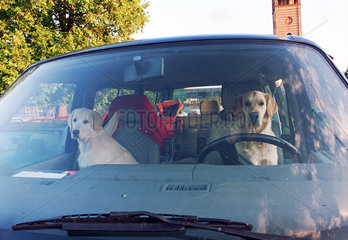 Hunde hinter dem Lenkrad eines Autos