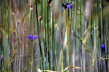 Blaue Blumen in einem Getreidefeld