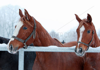 Graditz  Deutschland  Pferde im Winter im Portrait