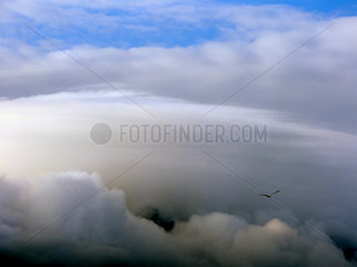 Oersvag  Norwegen  Moewe fliegt ueber eine wolkenbedeckte Gebirgskette