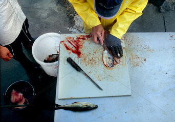 Liltlehavn  Norwegen  Mann zerlegt Fisch