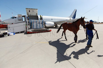 Hamburg  Deutschland  Pferd wurde aus einem Flugzeug ausgeladen