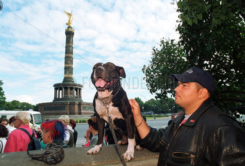 Mann mit Kampfhund vor Siegessaeule  Berlin  Deutschland