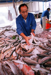 Deutschland  Fischhaendler verpackt Fisch auf dem Hamburger Fischmarkt