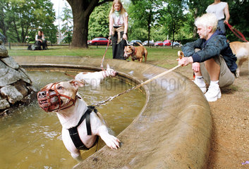 Spielende Hunde im Brunnen  Berlin  Deutschland