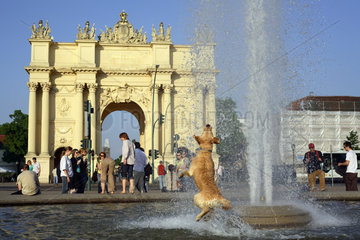 Hund springt im Brunnen auf dem Luisenplatz vor Brandenburger Tor in Potsdam