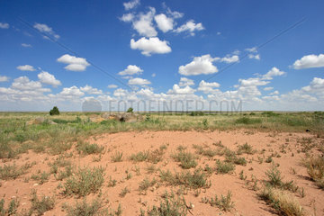 Glenrio  USA  Vegetation in einer Steppe im Bundesstaat New Mexico