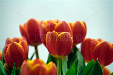 Rot-gelben Tulpen vor hellem Hintergrund