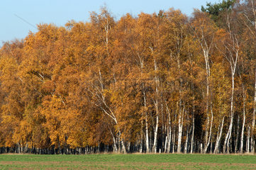 Herbstblaetter eines Waldes in Brandenburg