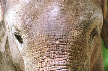 Kopf eines indischen Elefanten