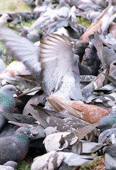 Tauben tummeln sich und gieren nach Futter