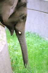 Ein indischer Elefant sucht mit seinem Ruessel im Gras