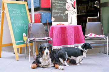 Wien  Oesterreich  schlaefrige Hunde vor einem Restaurant