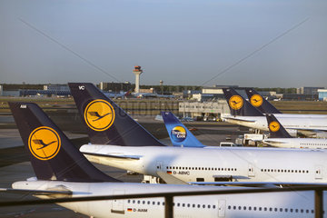 Frankfurt am Main  Deutschland  Maschinen von Lufthansa und Thomas Cook