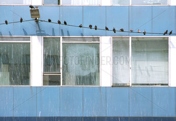 Wien  Oesterreich  Tauben vor einer Hausfassade mit Taubendreck