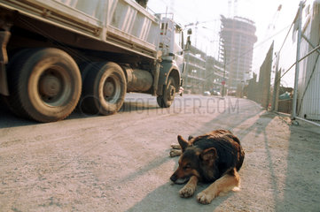 Berlin  Deutschland  Schlafender Hund neben einem fahrenden LKW