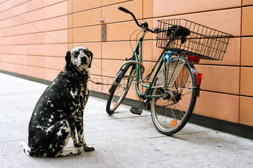Ein an einem Fahrrad angeleinter Dalmatiner