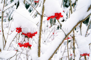 Rote Beeren unter einer Schneehaube