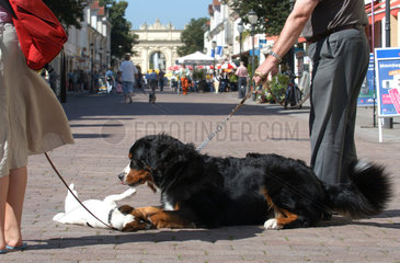 Spielende Hunde an der Leine in Potsdam
