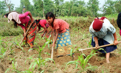 Maedchen und Frauen arbeiten auf einem Feld in Nepal
