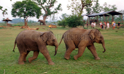Zwei junge Elefanten rennen um die Wette in Nepal