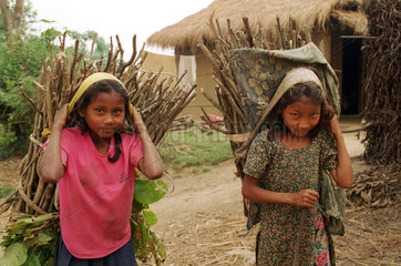 Maedchen tragen Brennholz auf dem Ruecken in Nepal
