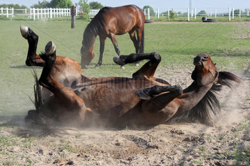 Koenigs Wusterhausen  Deutschland  Pferd waelzt sich im Sand