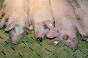 Moderne Schweinehaltung: Ferkel im Flatdeck