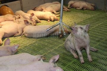 Moderne Schweinehaltung: Ferkel im Flatdeck