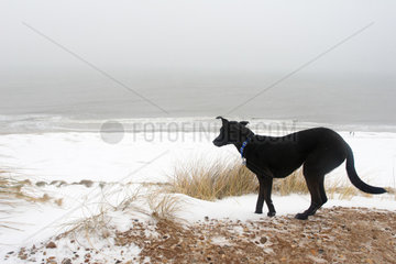 Hund am eingeschneiten Strand auf Sylt