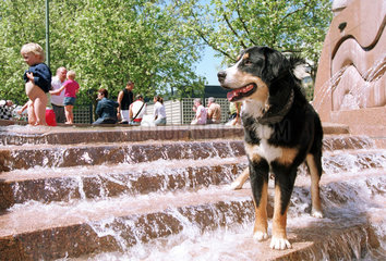 Hund im Wasser des Weltkugelbrunnens in Berlin