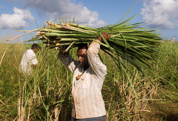 Zuckerrohrernte auf Mauritius