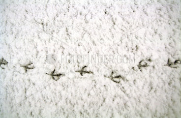 Spuren eines Vogels im Schnee
