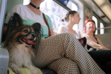 Kleiner Hund in der U-Bahn