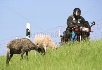 Motorradfahrer und grasende Schafe auf dem Deich