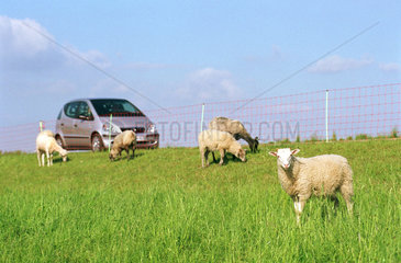 Auto und grasende Schafe auf dem Deich